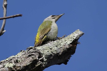 Grey-headed Woodpecker Miharashi Park(Hakodate) Tue, 4/9/2019