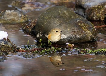 ルリビタキ 北海道 函館市 見晴公園 2019年4月3日(水)