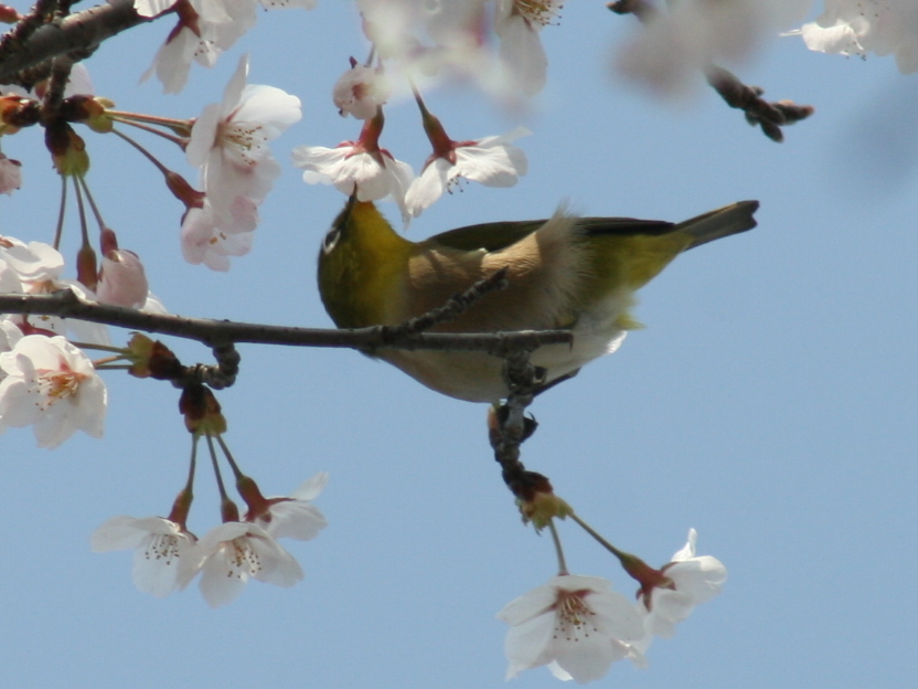 Photo of Warbling White-eye at 鳥取市 出会いの森 by トリトリ県に引っ越して来ました！