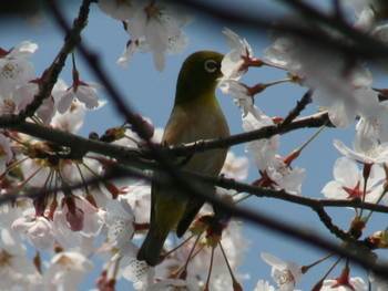 Warbling White-eye 鳥取市 出会いの森 Mon, 4/8/2019