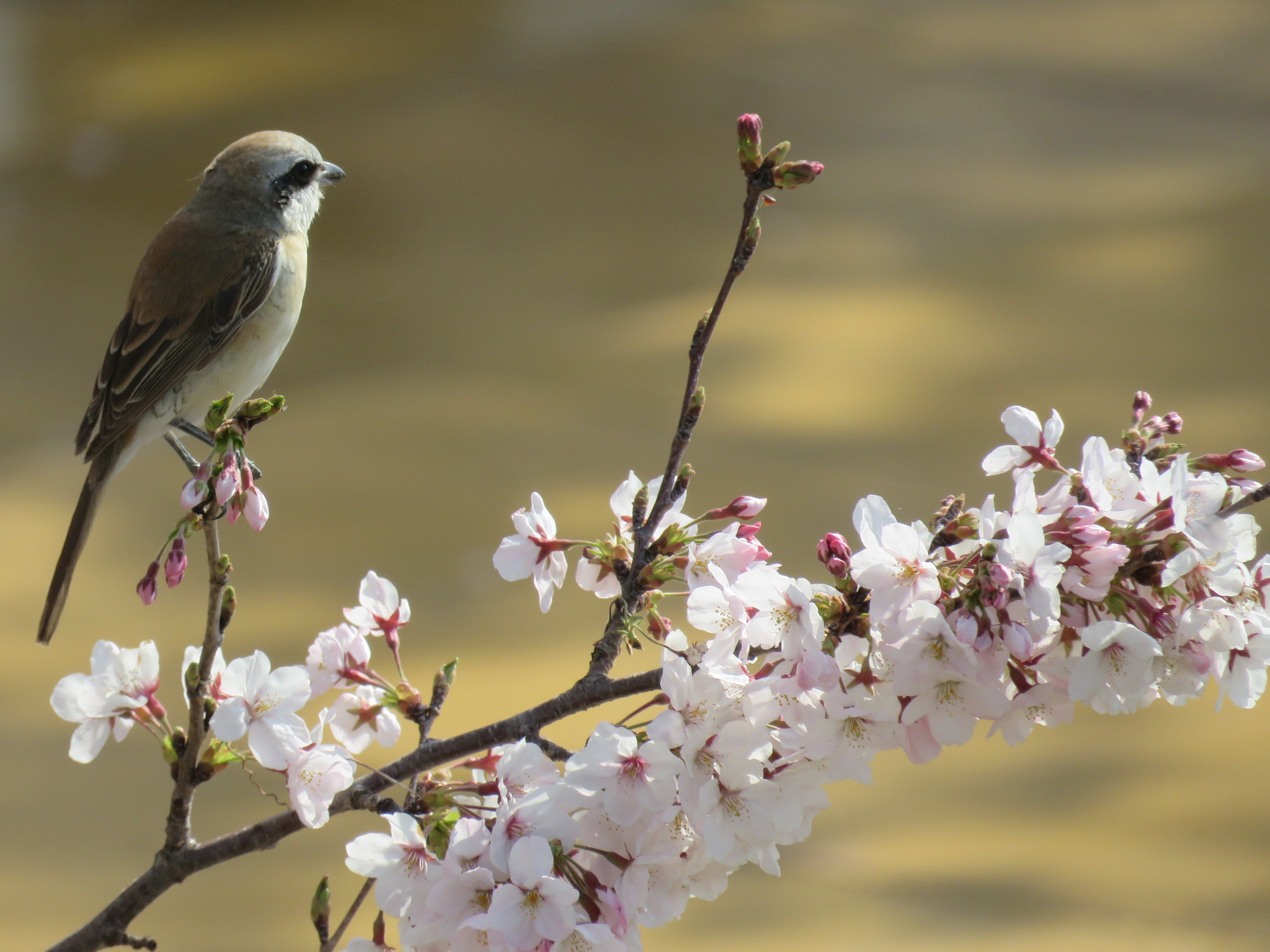 Untitled Photo by Bo-zai