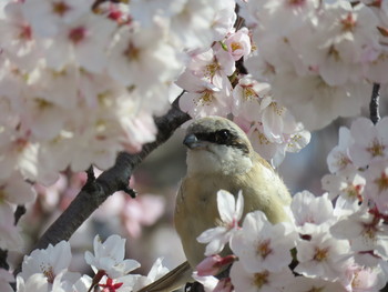 未同定 熊谷桜堤 2019年4月6日(土)