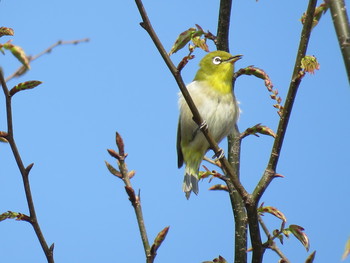 メジロ 熊谷　万平公園 2019年4月6日(土)