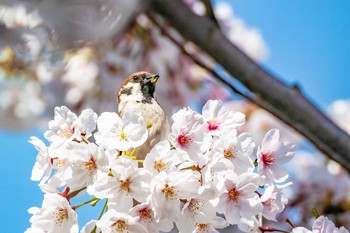 Eurasian Tree Sparrow Akashi Park Tue, 4/9/2019