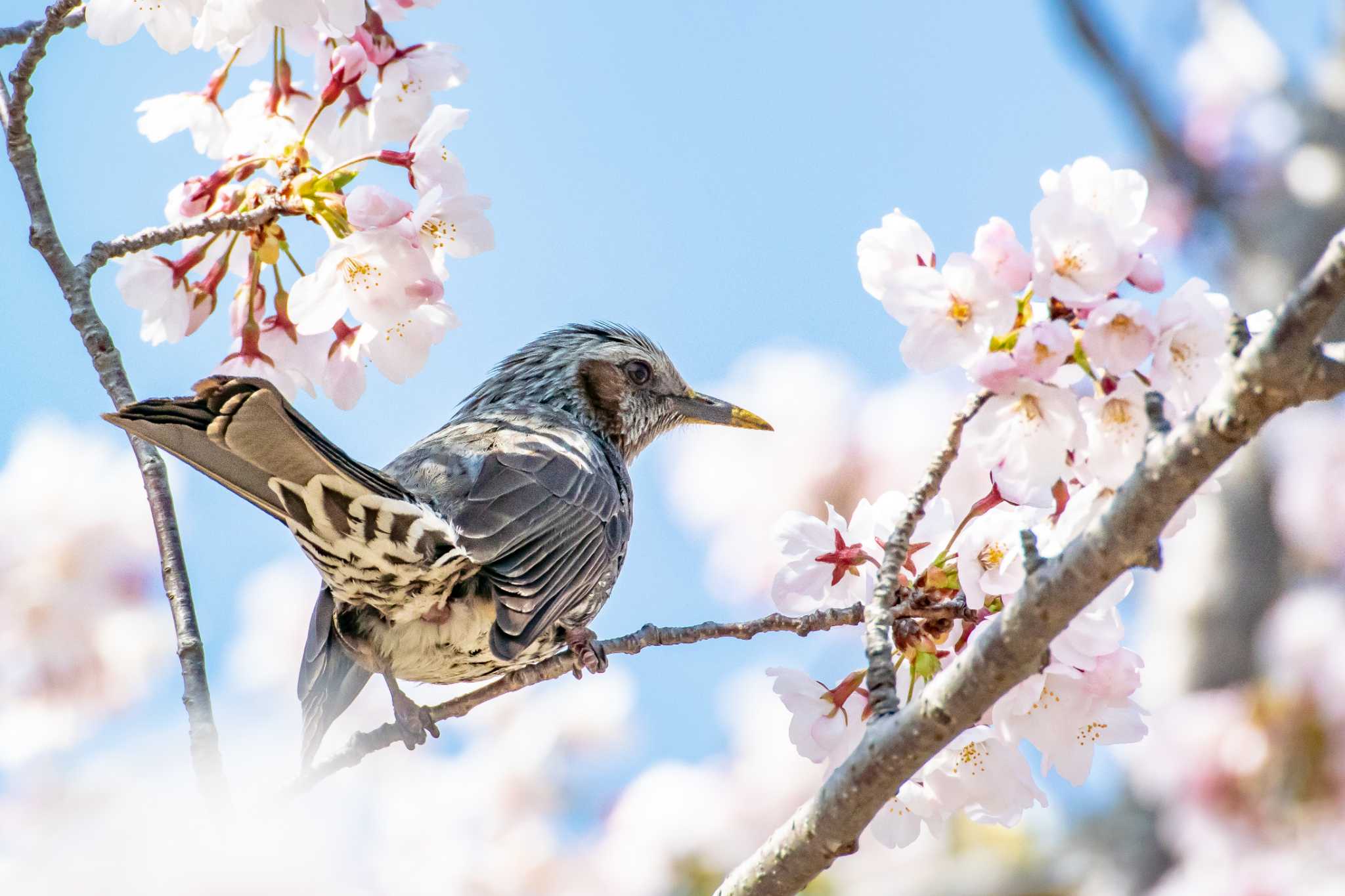 花と野鳥　その８ by ときのたまお