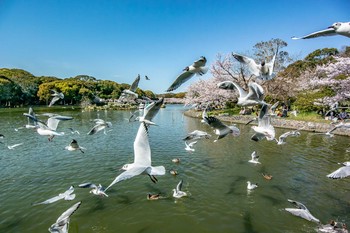 ユリカモメ 明石公園 2019年4月9日(火)