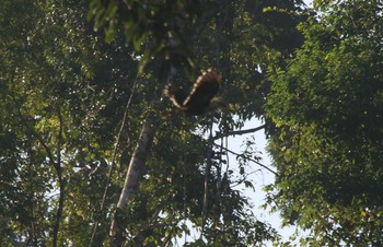 White-crowned Hornbill タイ Sat, 2/23/2019