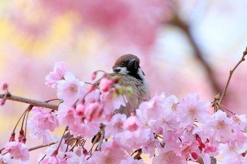 スズメ 大阪城公園 2019年4月9日(火)