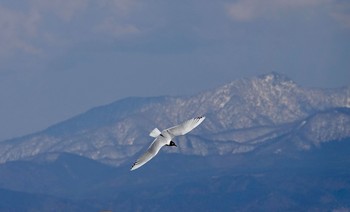 ズグロカモメ 場所が不明 2019年4月3日(水)