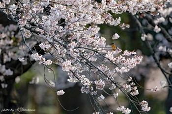 カワセミ 名城公園 2019年4月7日(日)