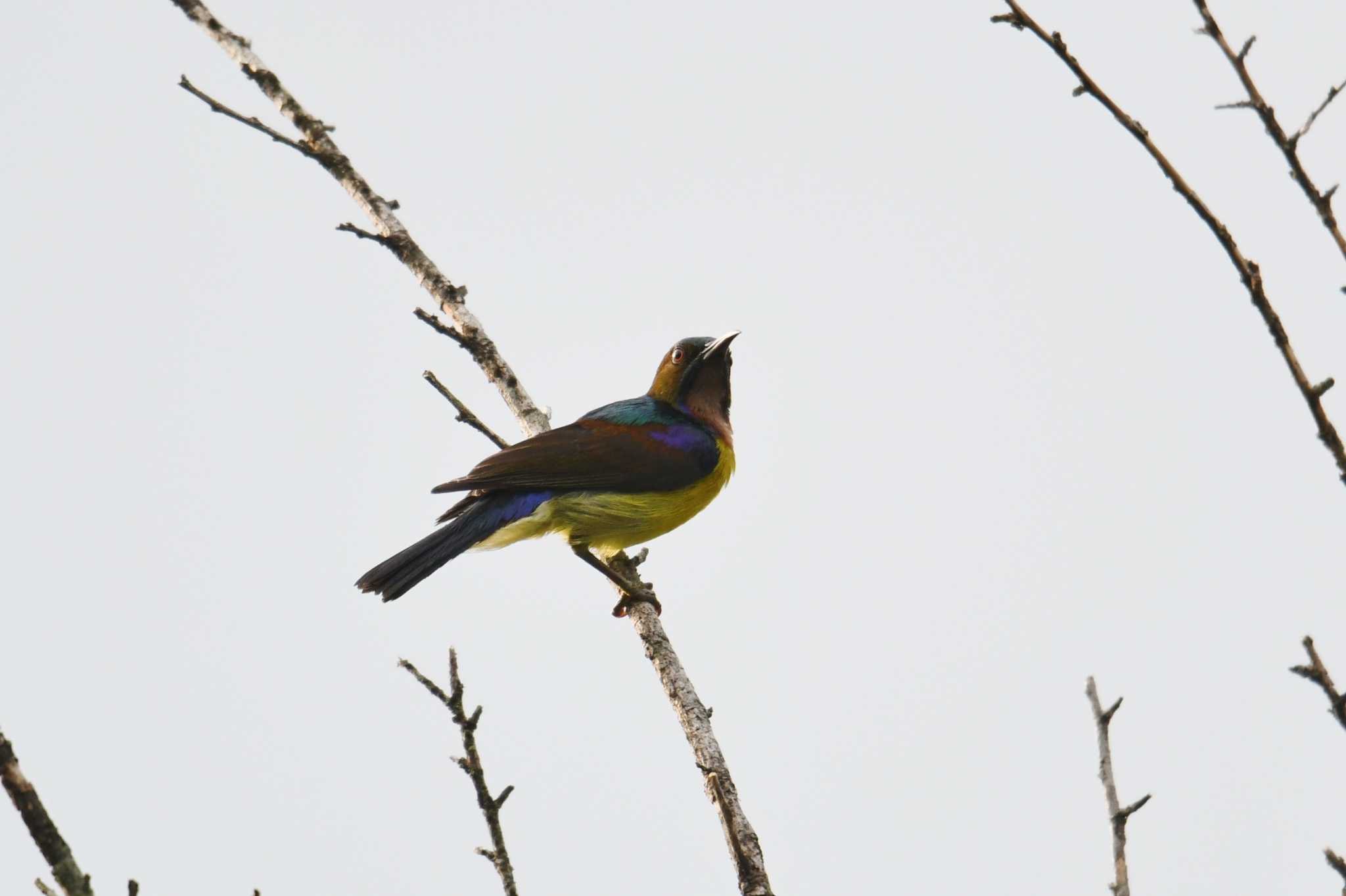 Brown-throated Sunbird