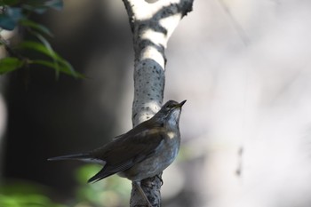 2018年1月13日(土) 明治神宮の野鳥観察記録