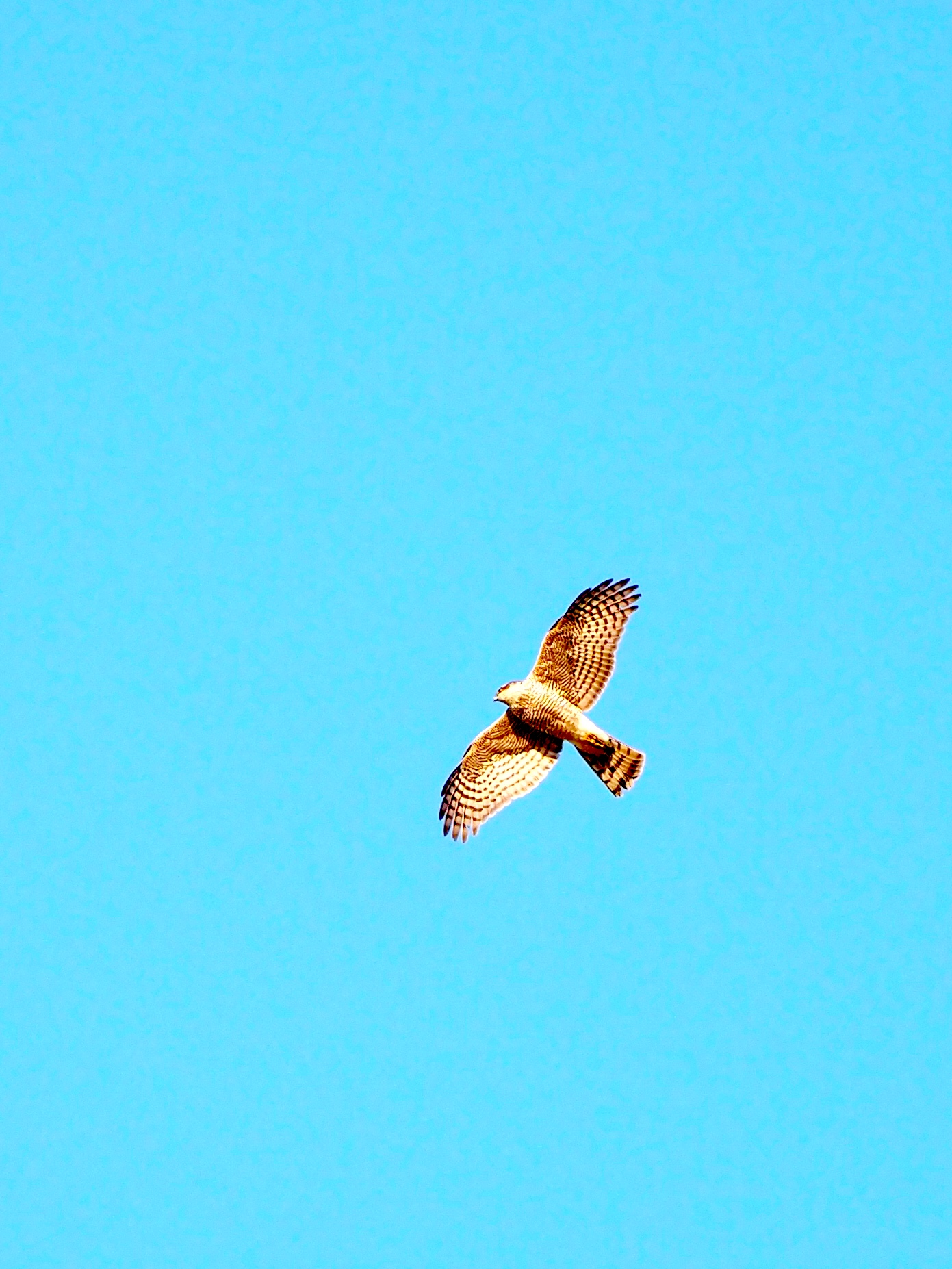 Photo of Eurasian Sparrowhawk at Hayatogawa Forest Road by pochino3298