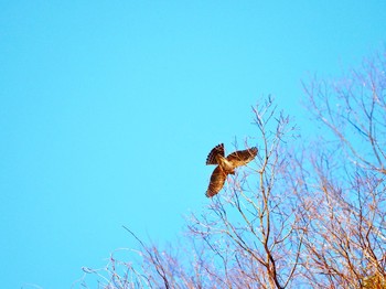 Eurasian Sparrowhawk Hayatogawa Forest Road Sat, 3/2/2019