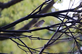 ウグイス 大仙公園 2019年4月8日(月)