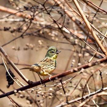 Masked Bunting Hayatogawa Forest Road Sat, 3/2/2019