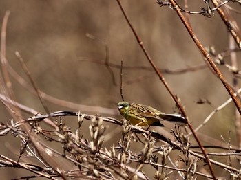 Masked Bunting Hayatogawa Forest Road Sat, 3/2/2019