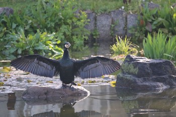 カワウ 大仙公園 2019年4月8日(月)