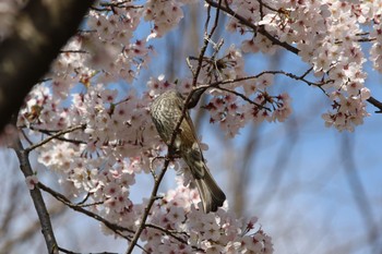 ヒヨドリ 大仙公園 2019年4月8日(月)