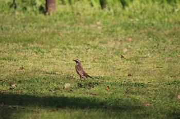 ツグミ 大仙公園 2019年4月8日(月)