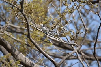 ハクセキレイ 大仙公園 2019年4月8日(月)