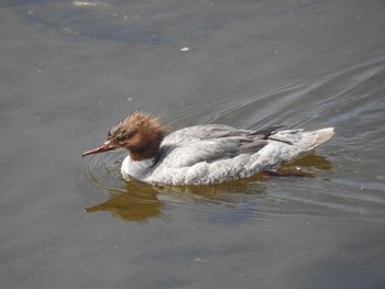 Common Merganser 創成川緑地(札幌) Thu, 4/11/2019