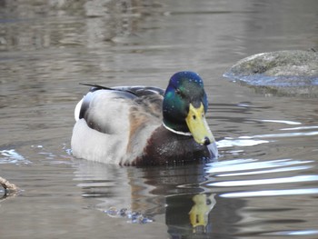 Mallard 屯田防風林 Thu, 4/11/2019