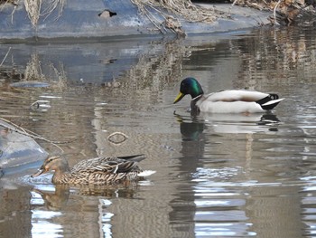 Mallard 屯田防風林 Thu, 4/11/2019