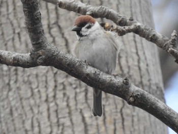 Eurasian Tree Sparrow 屯田防風林 Thu, 4/11/2019