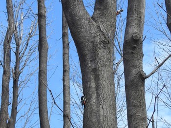 Great Spotted Woodpecker(japonicus) 屯田防風林 Thu, 4/11/2019