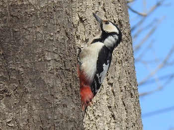 Great Spotted Woodpecker(japonicus) 屯田防風林 Thu, 4/11/2019