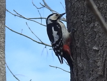 Great Spotted Woodpecker(japonicus) 屯田防風林 Thu, 4/11/2019