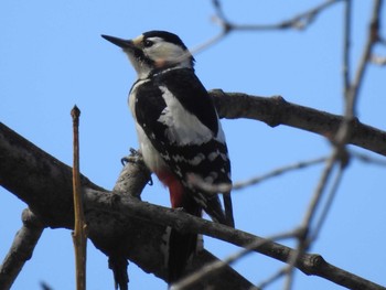 Great Spotted Woodpecker(japonicus) 屯田防風林 Thu, 4/11/2019