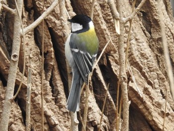 Japanese Tit 屯田防風林 Thu, 4/11/2019