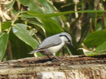 Eurasian Nuthatch(asiatica) 屯田防風林 Thu, 4/11/2019