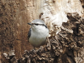 Eurasian Nuthatch(asiatica) 屯田防風林 Thu, 4/11/2019