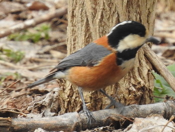 Varied Tit 屯田防風林 Thu, 4/11/2019