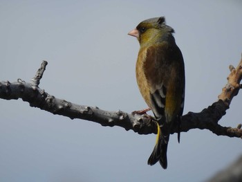 Grey-capped Greenfinch 創成川緑地(札幌) Thu, 4/11/2019