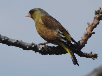 Grey-capped Greenfinch 創成川緑地(札幌) Thu, 4/11/2019