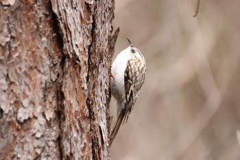 2019年4月11日(木) 北海道 函館市 見晴公園の野鳥観察記録