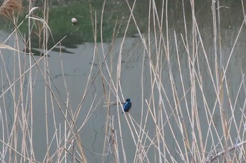 Common Kingfisher 埼玉県綾瀬川 Sun, 3/10/2019