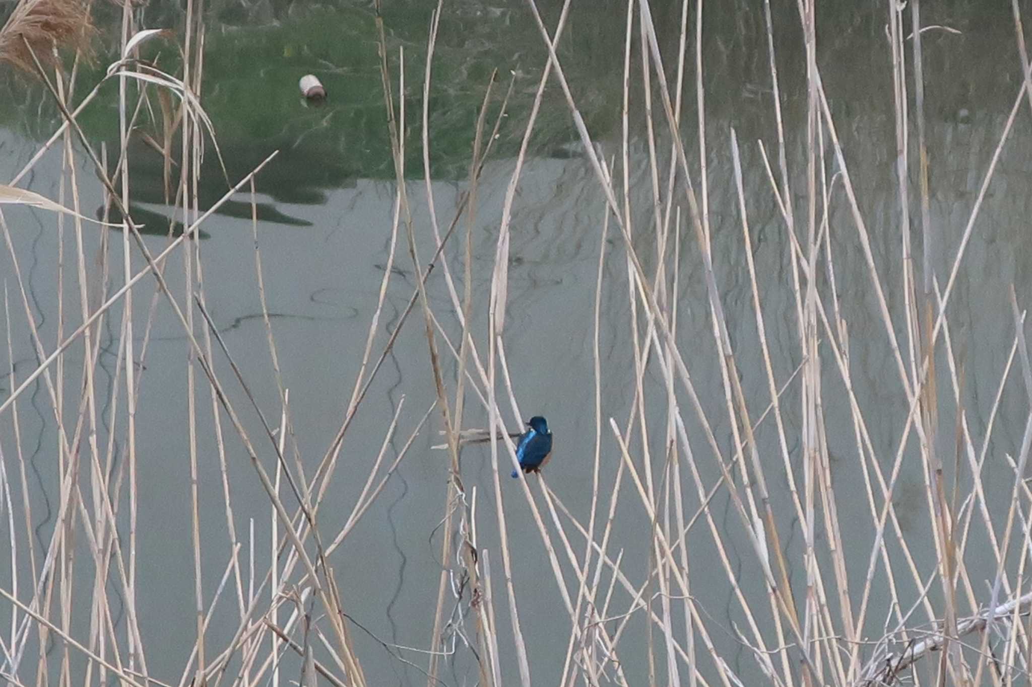 Photo of Common Kingfisher at 埼玉県綾瀬川 by どばと