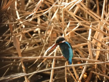 Common Kingfisher 伝宇川 Wed, 3/13/2019