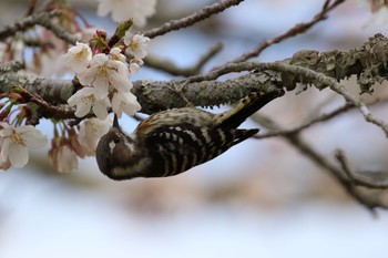 コゲラ 奈良公園 2019年4月5日(金)