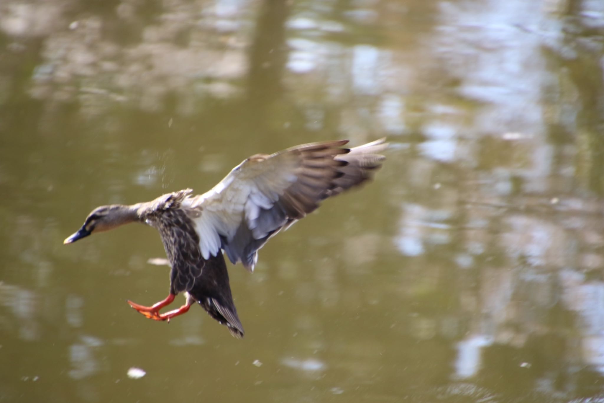 Photo of Eastern Spot-billed Duck at Nara Park by のんきなおじさん