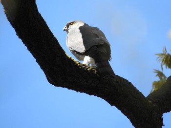 ツミ 秋ヶ瀬公園(ピクニックの森) 2019年4月11日(木)