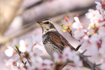 ツグミ 大阪城公園 2019年4月9日(火)