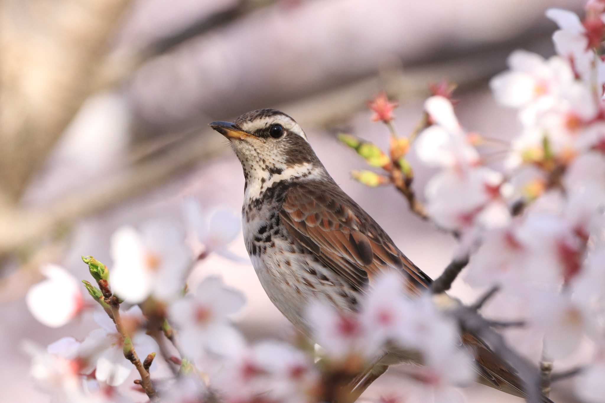 大阪城公園 ツグミの写真 by とみやん