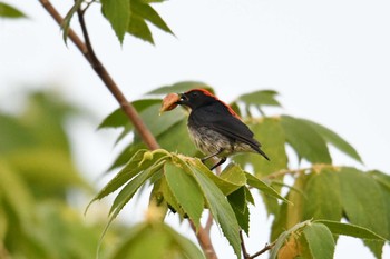 Scarlet-backed Flowerpecker Krua Rommai Sat, 2/23/2019