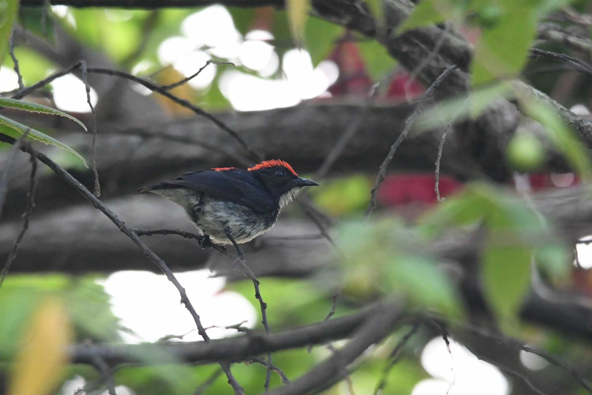 Scarlet-backed Flowerpecker